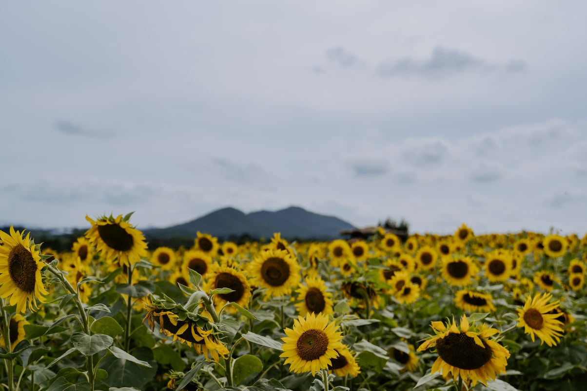 Sunflowers in the Field